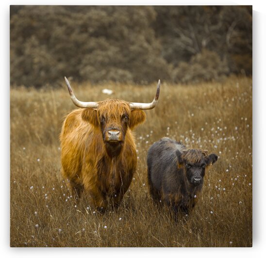 Highland Cows by Assaf Frank