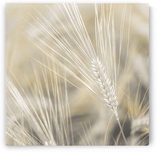 Wheat close-up by Assaf Frank