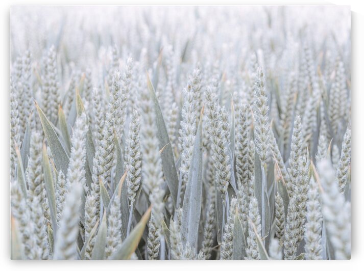 Wheat field by Assaf Frank