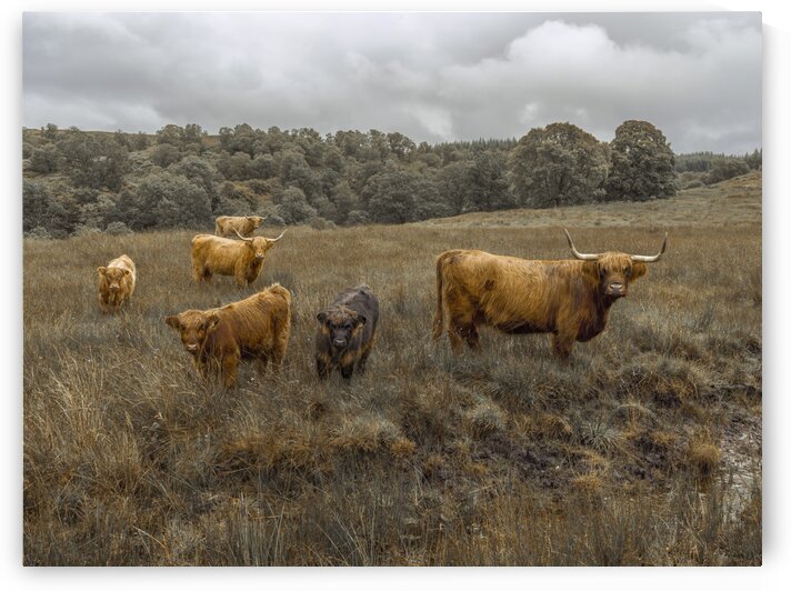 Highland Cows by Assaf Frank