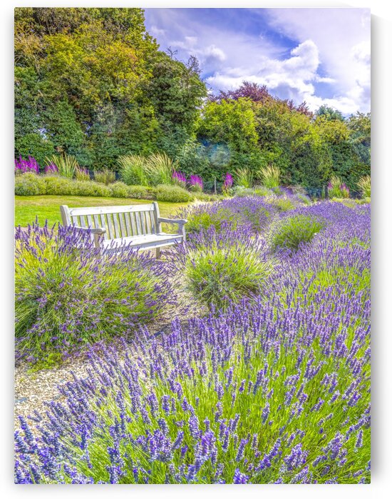 Lavender field by Assaf Frank