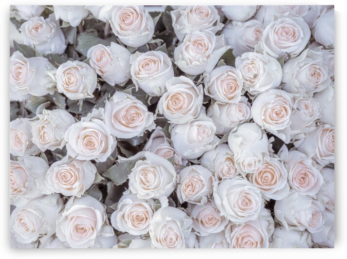 Full frame of Roses by Assaf Frank