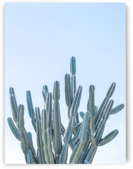 Cactus by Assaf Frank