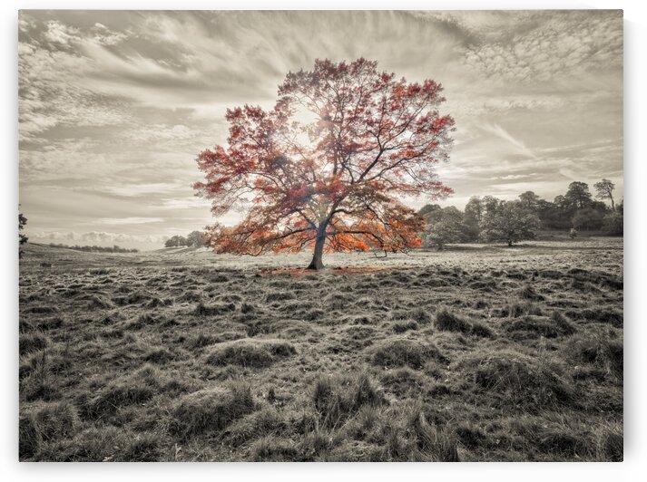 Single tree at autumn by Assaf Frank