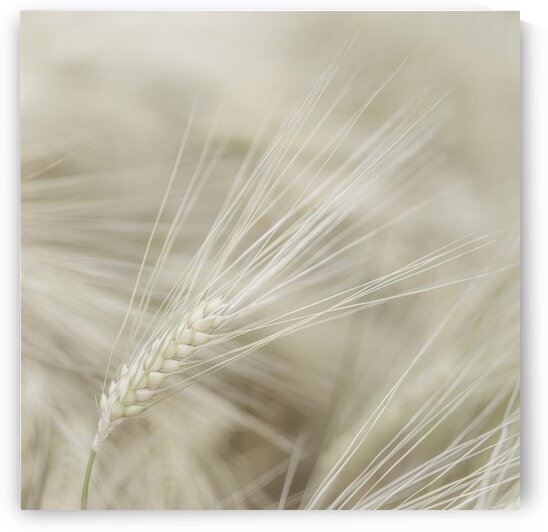 Wheat close-up by Assaf Frank