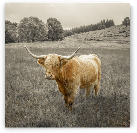 Highland Cows by Assaf Frank