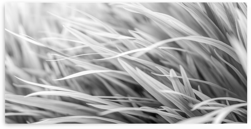 Flowing Grass by Assaf Frank