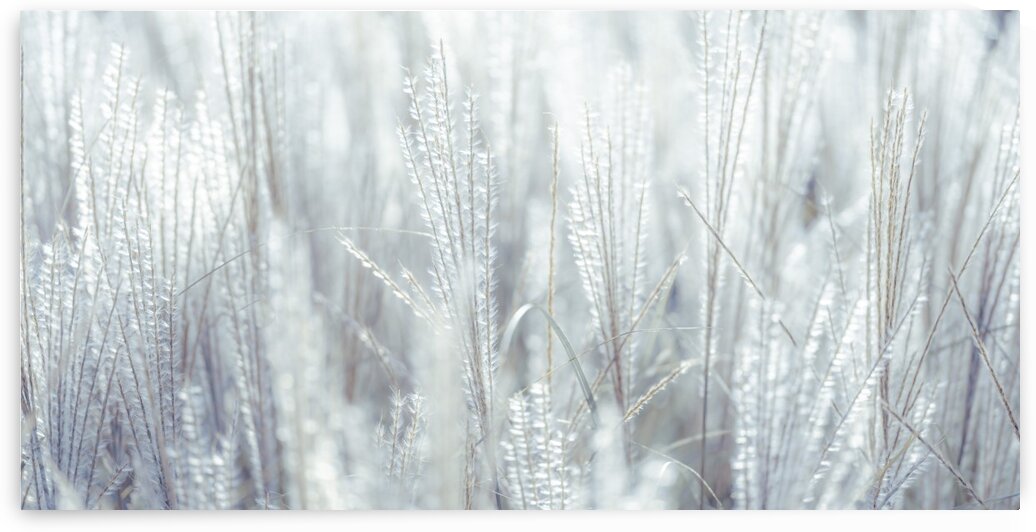 Japanese Silver Grass by Assaf Frank