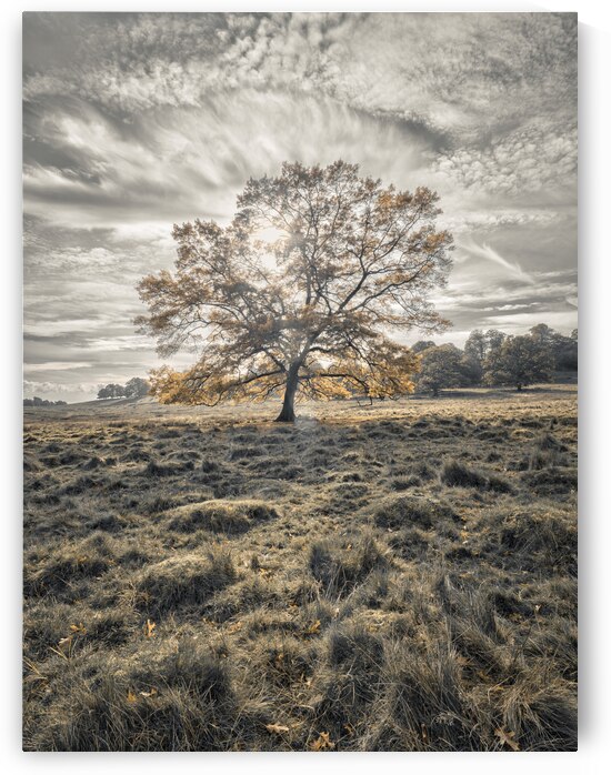 Single tree at autumn by Assaf Frank