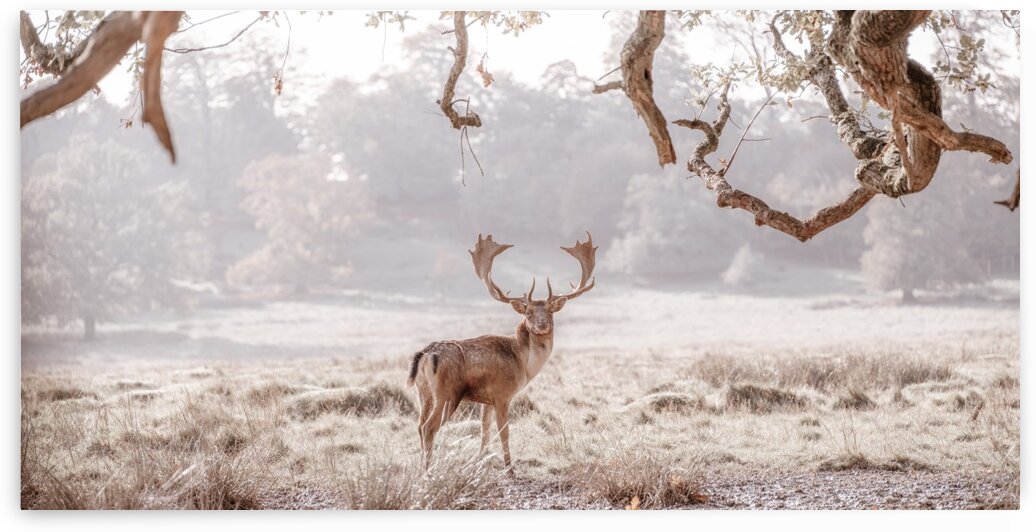 Stag in a field by Assaf Frank