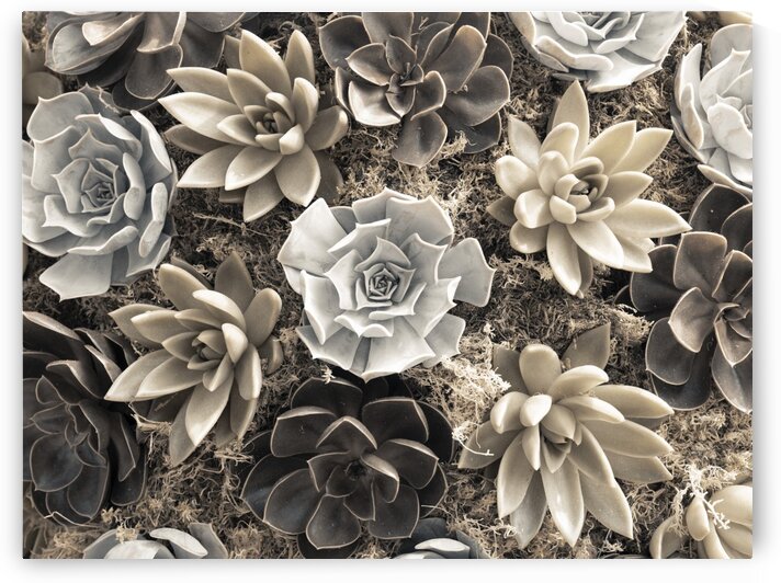 Chelsea flowers by Assaf Frank