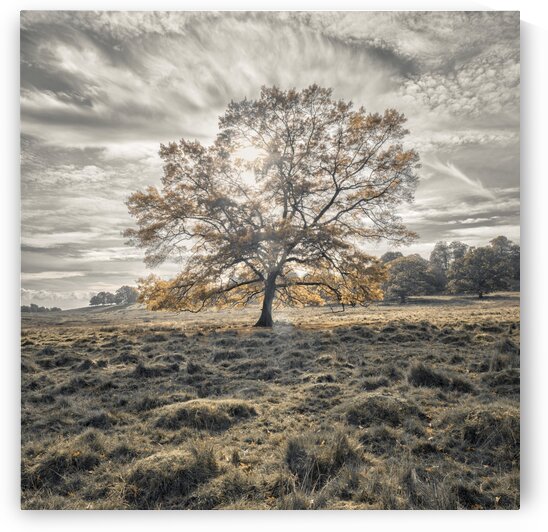 Single tree at autumn by Assaf Frank
