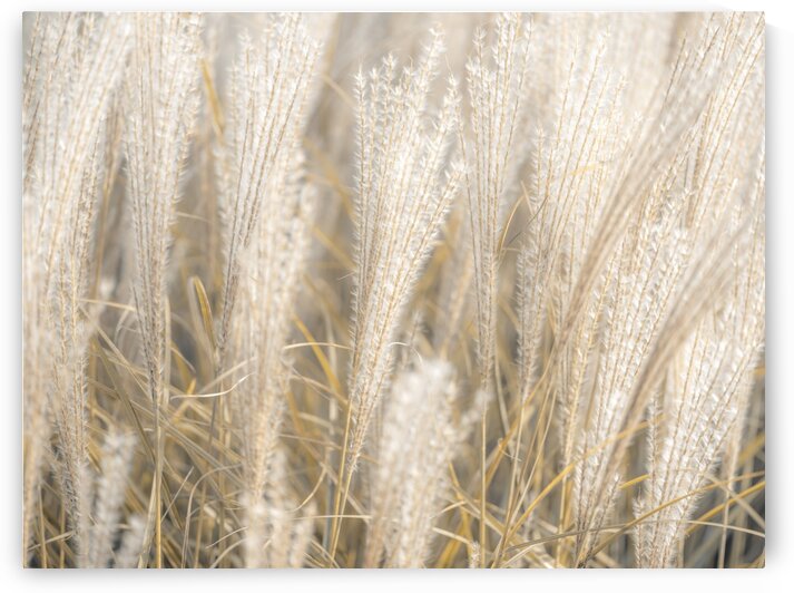 Japanese Silver Grass by Assaf Frank