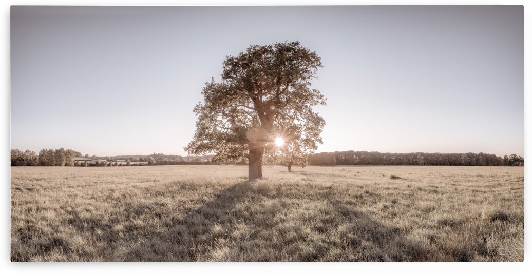 Sun shining through single tree by Assaf Frank