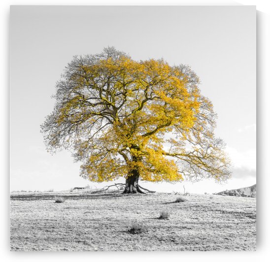 Tree on a hill, yellow, gold by Assaf Frank