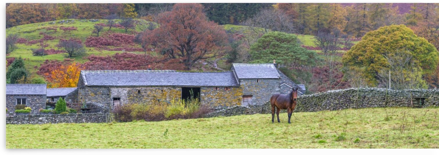 Horse in a field, Lake district, Cumbria by Assaf Frank