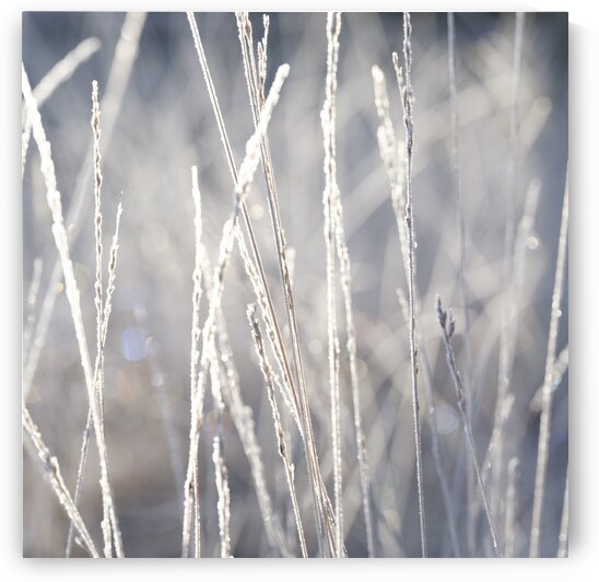 Frost on Grass by Assaf Frank