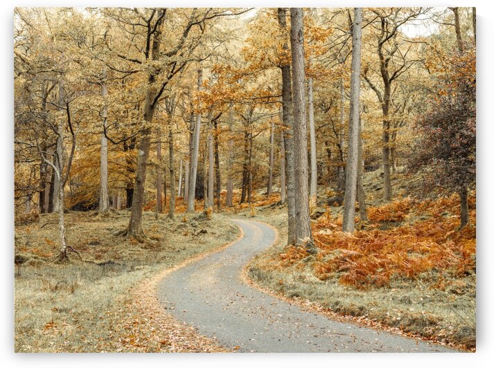 Road through forest by Assaf Frank