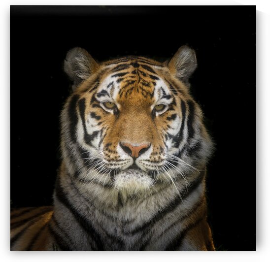 Tiger face by Assaf Frank