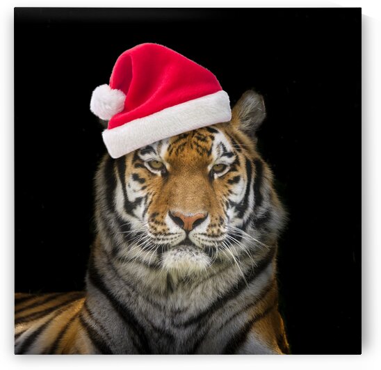 Tiger with Santa hat by Assaf Frank