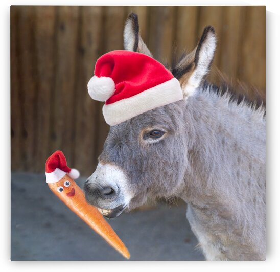 Donkey with Santa hat by Assaf Frank