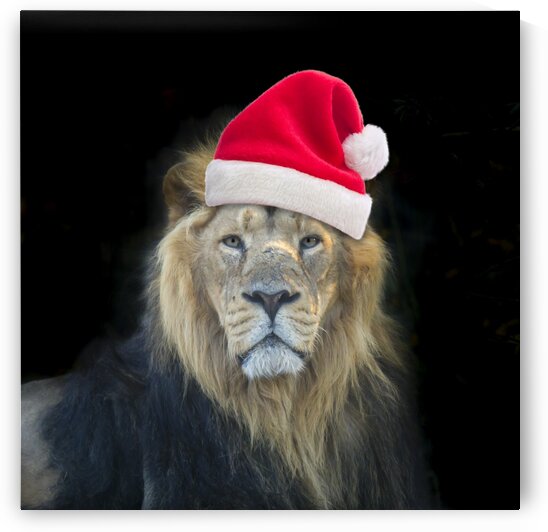 Lion with Santa hat by Assaf Frank