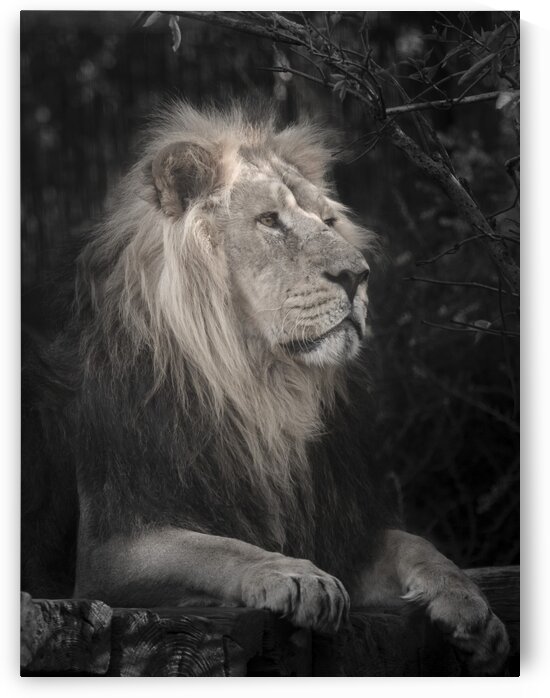 Lion by Assaf Frank