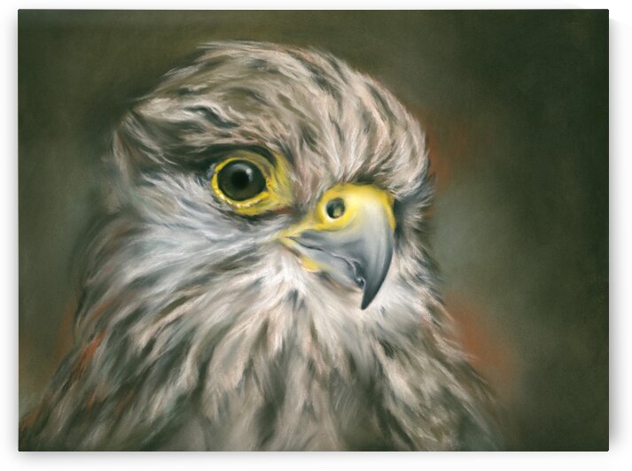 Kestrel Falcon Bird Portrait by MM Anderson