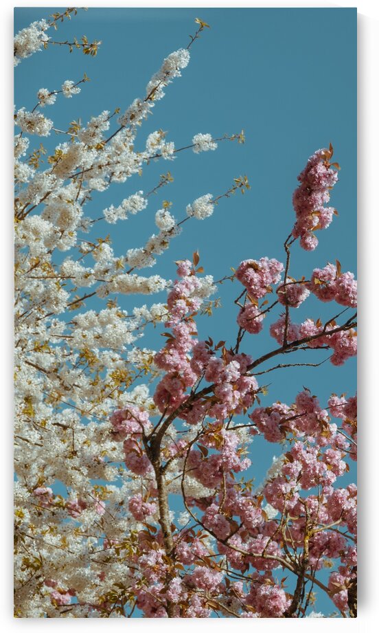 blossoms by Keaton Van Dyke