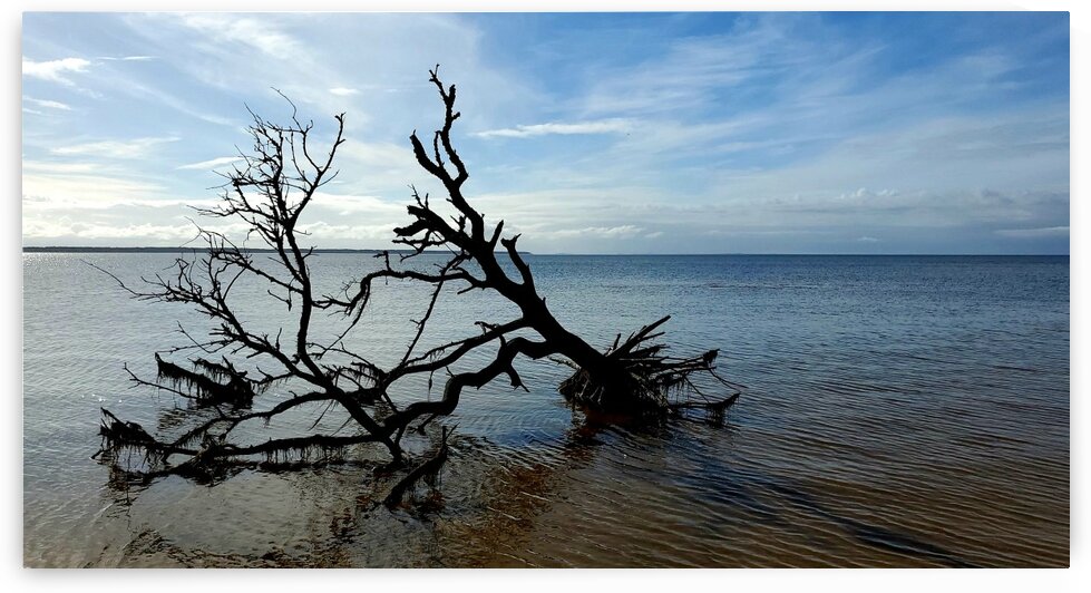 The Serene Sound by The NC Geek