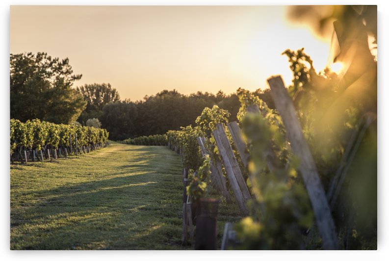 Lussac by Fabien Dormoy