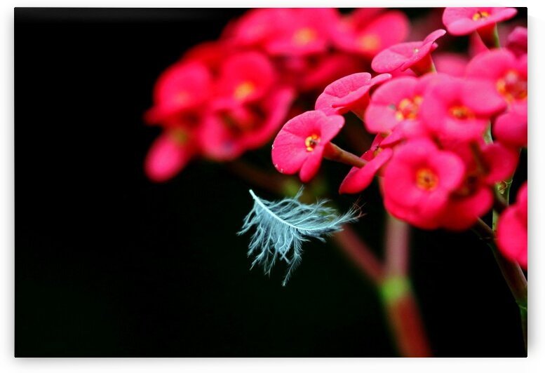 Trapped In Mid Air by Deb Oppermann