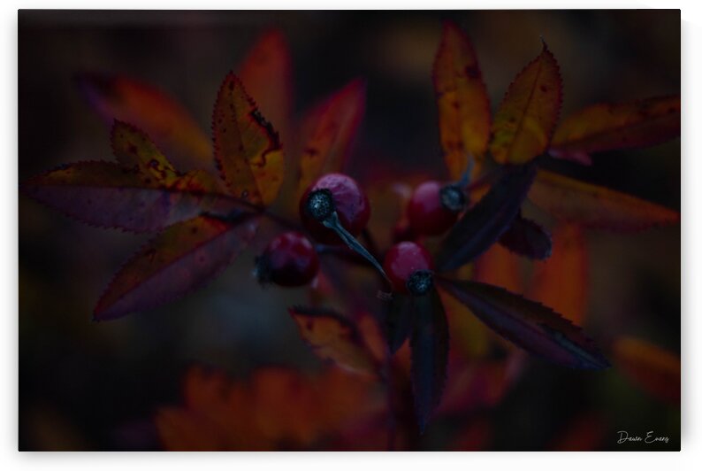 Fall foliage by Dawn Evans