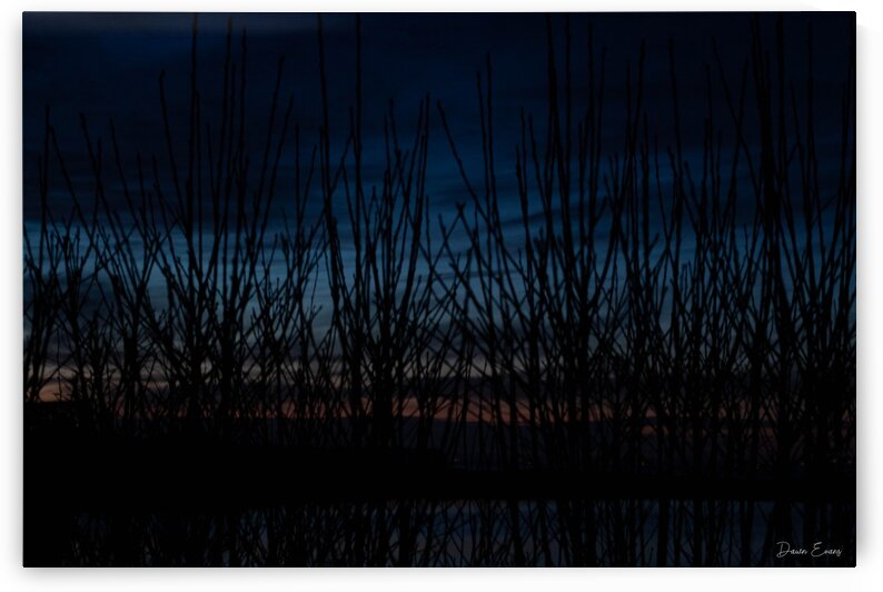 Sunset through the trees by Dawn Evans