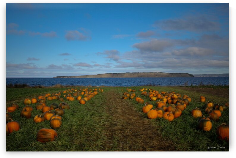Taylors Pumpkin Patch by Dawn Evans