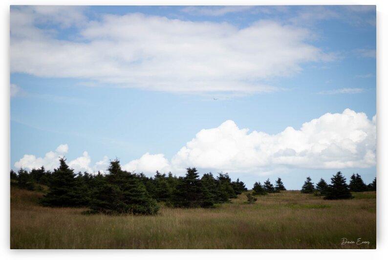 Bell Island by Dawn Evans
