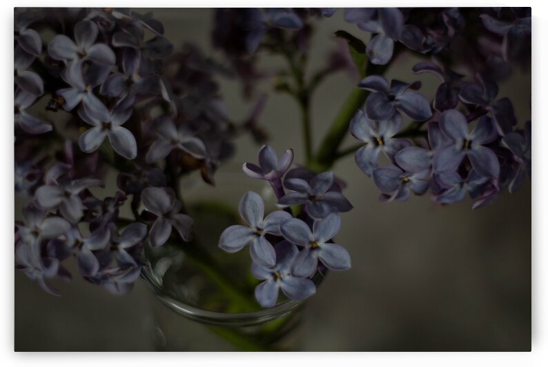 Lilacs by Dawn Evans