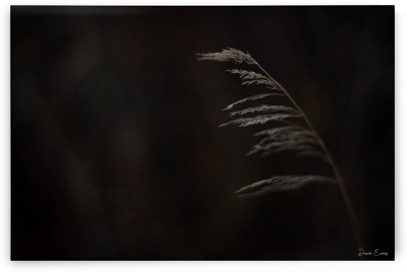 Blowing in the wind by Dawn Evans