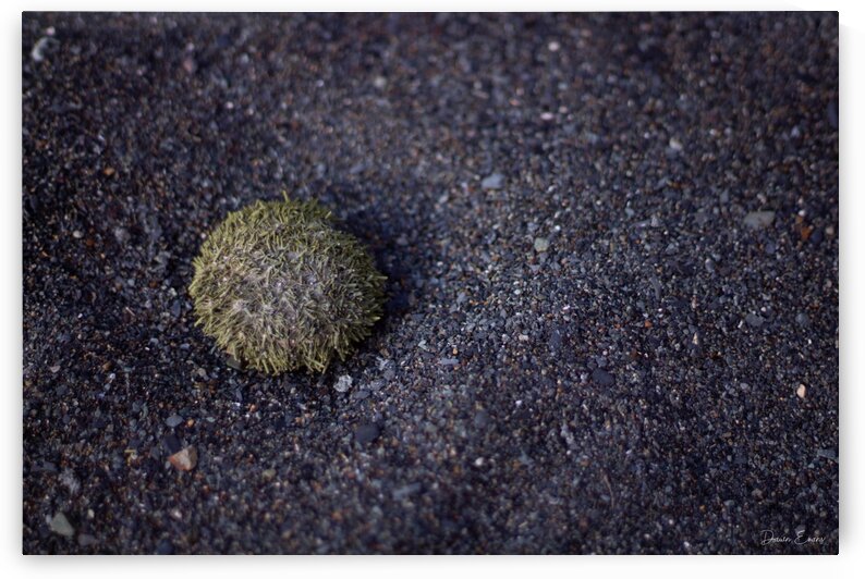 Sea urchin by Dawn Evans