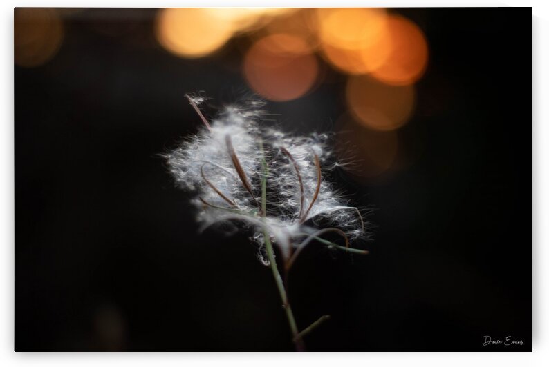 Sunset by Dawn Evans