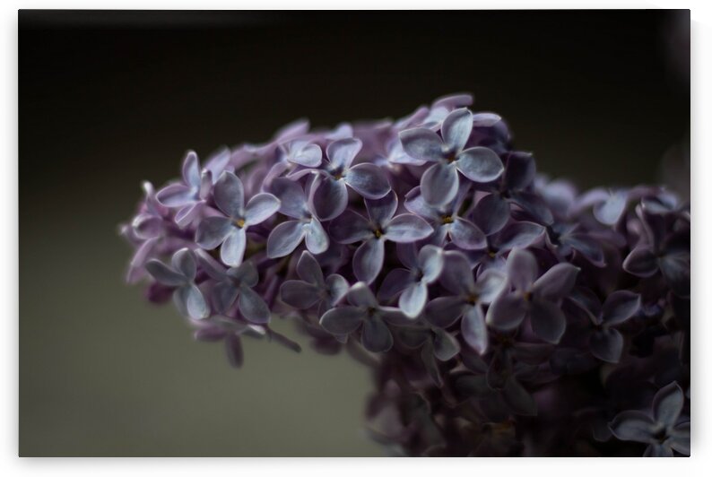 Lilacs by Dawn Evans