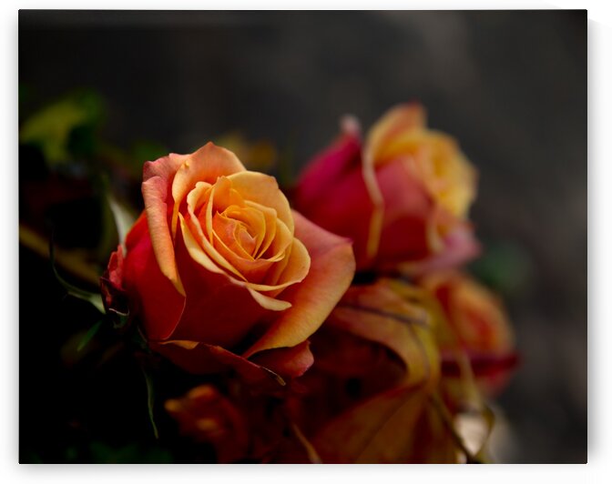 IMG_3149_edited 1 by Lynn J Shore   Photographist