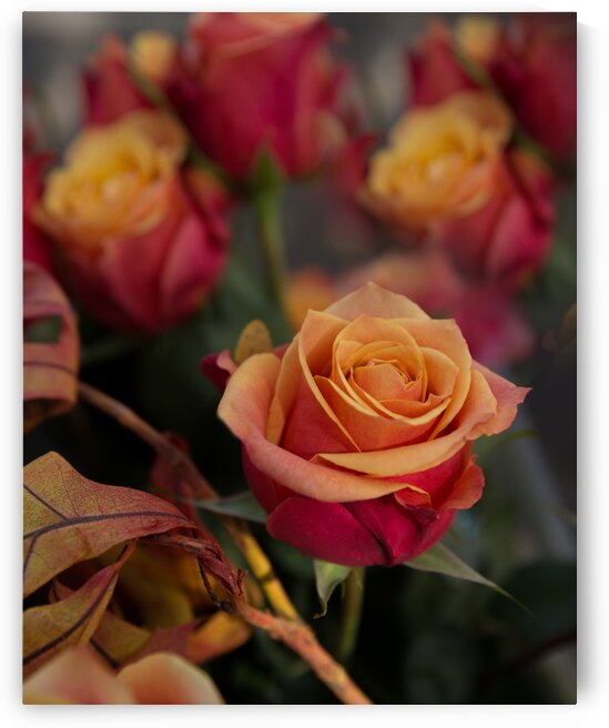 IMG_3146 1_edited 1 by Lynn J Shore   Photographist