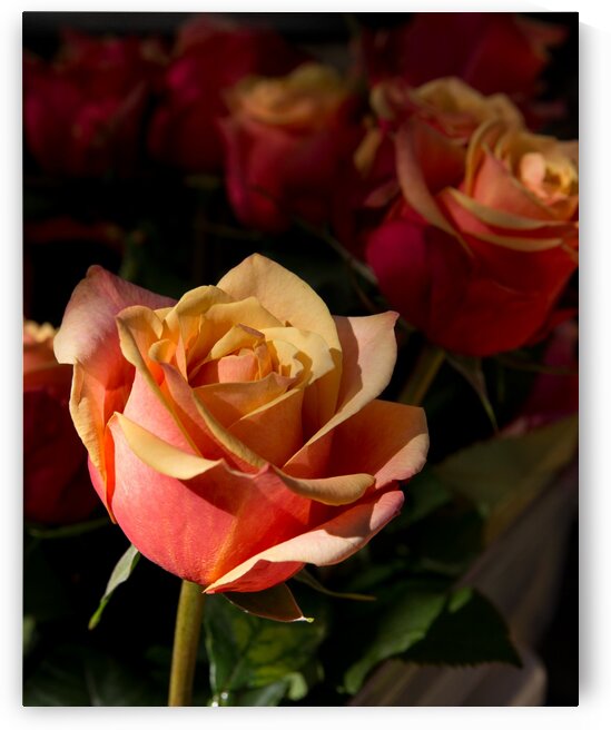 IMG_3199 1_edited 1 by Lynn J Shore   Photographist