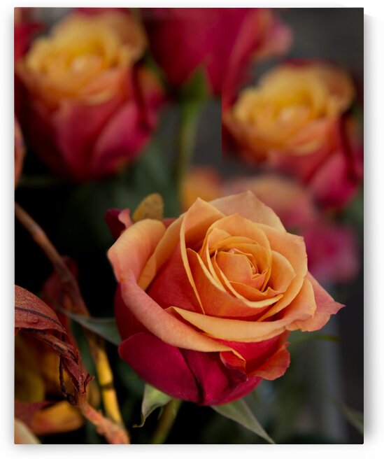 IMG_3146_edited 4 by Lynn J Shore   Photographist