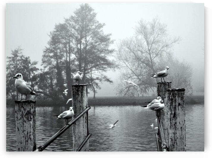 Birds in UK by Amazing