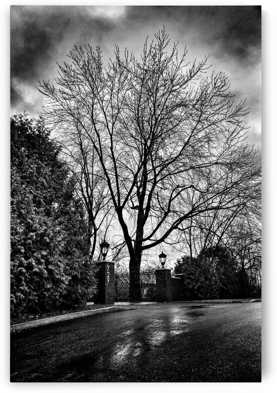 Dark ambiance tree by Jacques Frenette