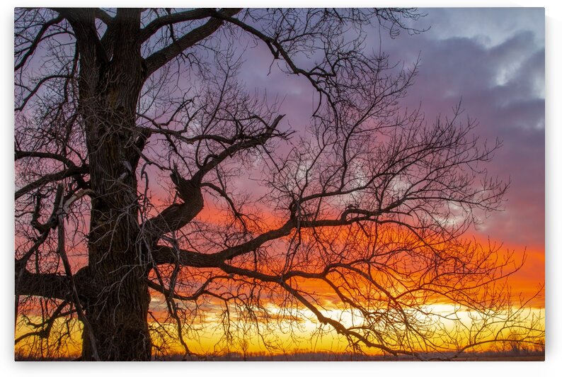 Sunset in the Buena Vista Grassland by Joe Riederer