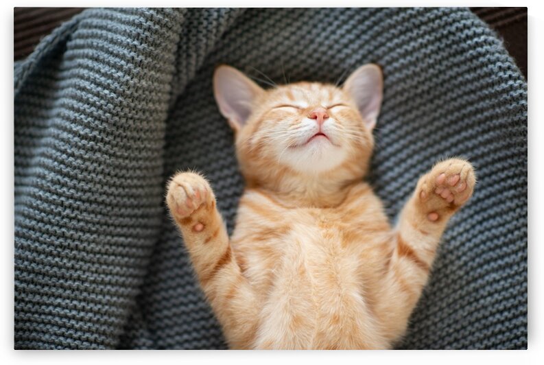 Red kitten sleeps II by Aquamarine