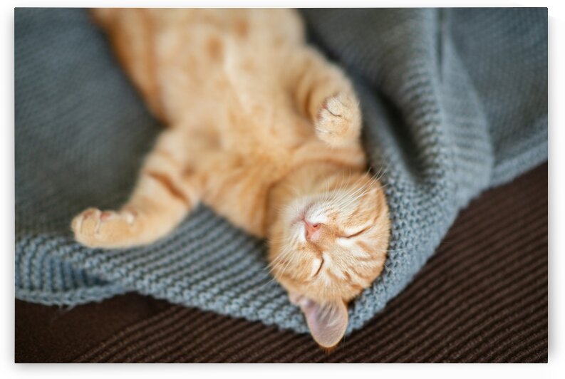 Red kitten sleeps by Aquamarine